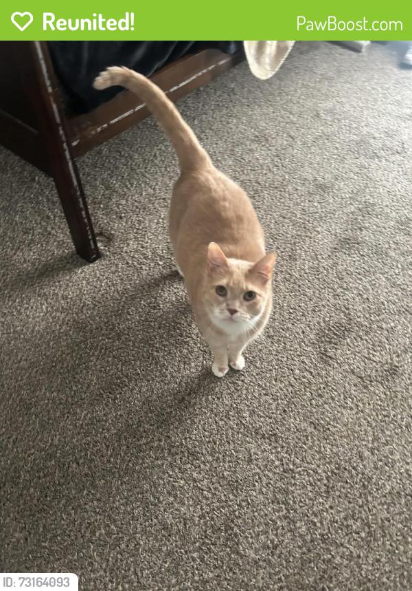 Reunited Male Cat last seen Street I, Greeley, CO 80634