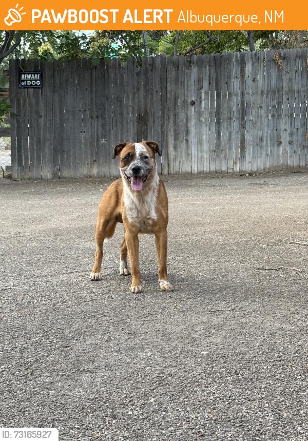 Found/Stray Male Dog last seen Duranes, Albuquerque, NM 87104