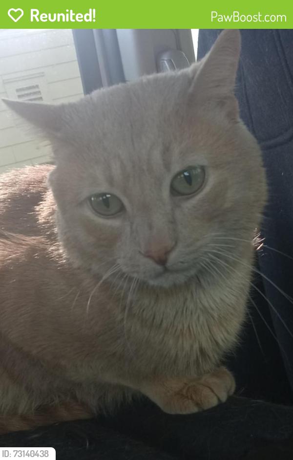 Reunited Male Cat last seen 6th Ave and Prospect Street headed north on Proctor, Tacoma, WA 98406