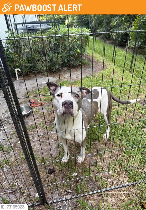 Found/Stray Female Dog last seen Corner of Gun Club and Military, West Palm Beach, FL 33415