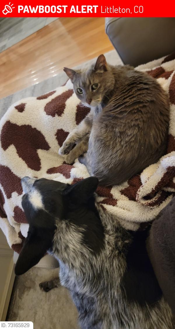 Lost Female Cat last seen Weaver, Littleton, CO 80123
