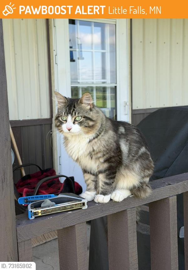 Found/Stray Unknown Cat last seen west of game farm road, Little Falls, MN 56345