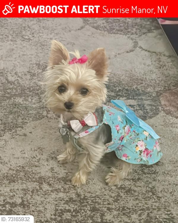 Lost Female Dog last seen Hollywood and carey, Sunrise Manor, NV 89156