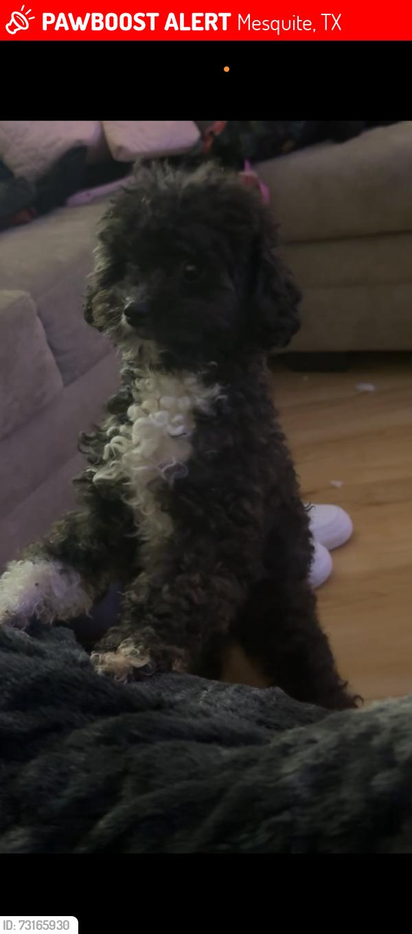Lost Female Dog last seen Chancellorsville Dr, Mesquite, TX 75149