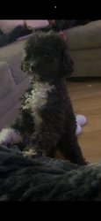 Lost Female Dog last seen Chancellorsville Dr, Mesquite, TX 75149