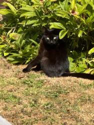 Reunited Unknown Cat last seen L31, , England L31