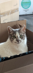Lost Female Cat last seen Quarrington Ct, Alpharetta, GA 30004