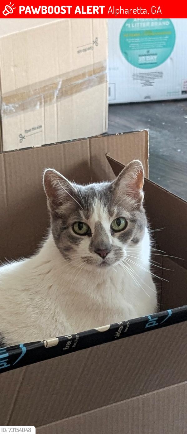 Lost Female Cat last seen Quarrington Ct, Alpharetta, GA 30004
