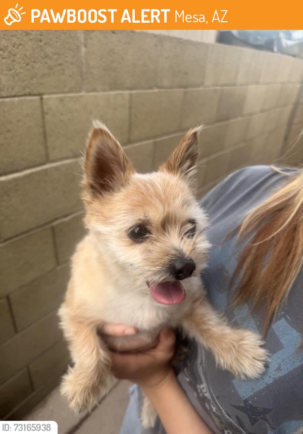 Found/Stray Female Dog last seen Mesa drive and Pima, Mesa, AZ 85201