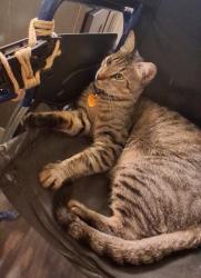 Lost Male Cat last seen Near bandera bldg 11, San Antonio, TX 78238