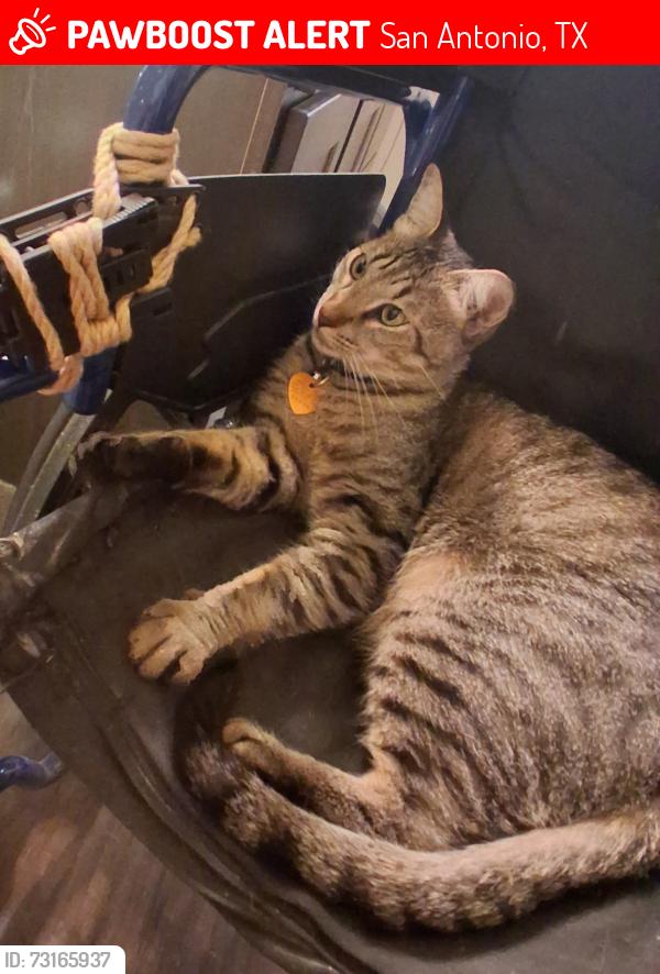 Lost Male Cat last seen Near bandera bldg 11, San Antonio, TX 78238