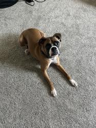 Lost Female Dog last seen 48th and Bernadette, Omaha, NE 68157