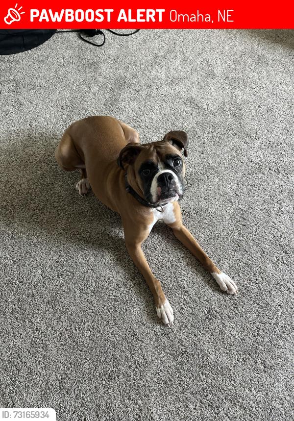 Lost Female Dog last seen 48th and Bernadette, Omaha, NE 68157