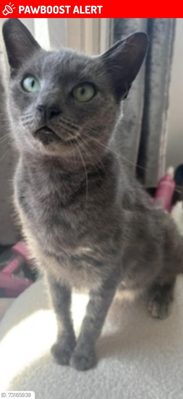Lost Female Cat last seen Top end of heath road opposite the vets, Warwickshire, England 