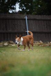 Lost Female Dog last seen Candlewood dr, Oklahoma City, OK 73132