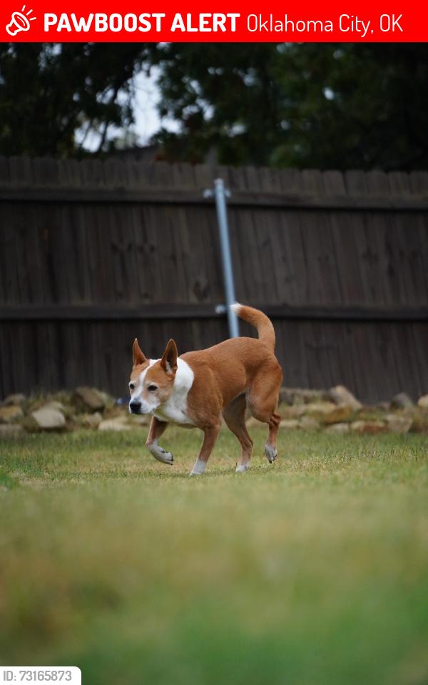 Lost Female Dog last seen Candlewood dr, Oklahoma City, OK 73132