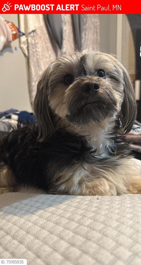 Lost Male Dog last seen Near 6th st St. Paul mn 55106, Saint Paul, MN 55106