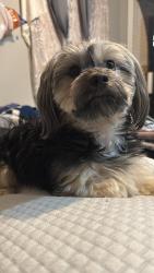Lost Male Dog last seen Near 6th st St. Paul mn 55106, Saint Paul, MN 55106