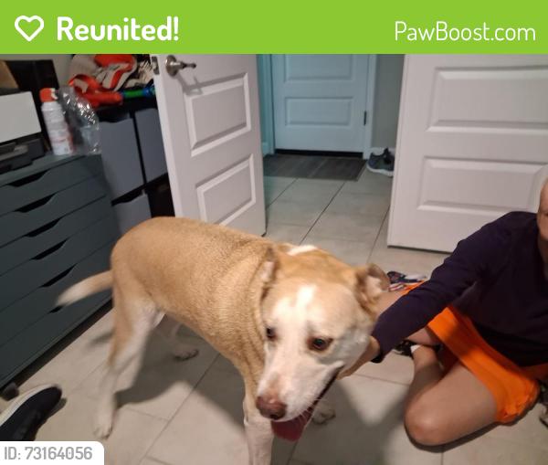 Reunited Male Dog last seen Continental Ranch/El Rio Preserve Bike/Walking Path area, Tucson, AZ 85743