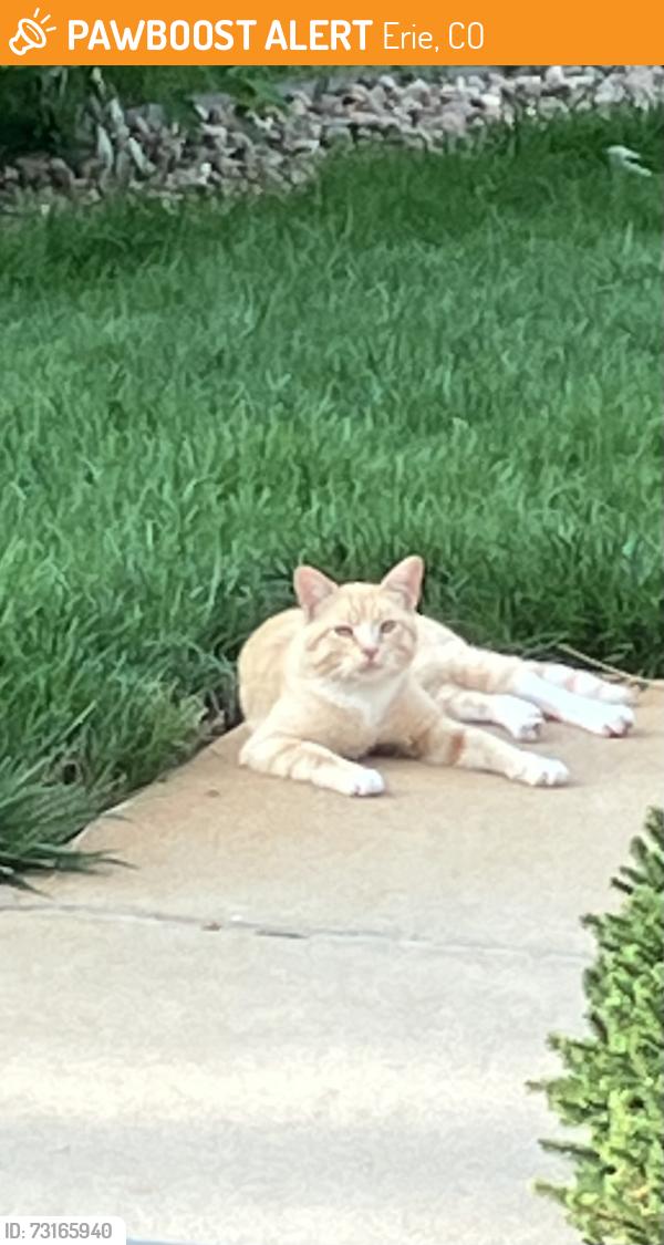 Found/Stray Unknown Cat last seen Chestnut Circle, Erie, CO 80516