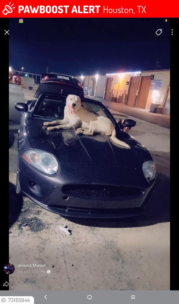 Lost Male Dog last seen Allday and harwin, Houston, TX 77036