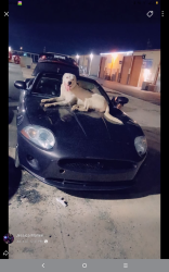 Lost Male Dog last seen Allday and harwin, Houston, TX 77036