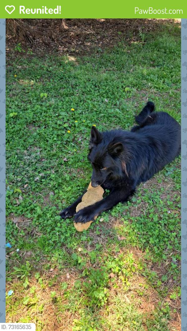 Reunited Male Dog last seen Birchwood rd 106, Statesville, NC 28625