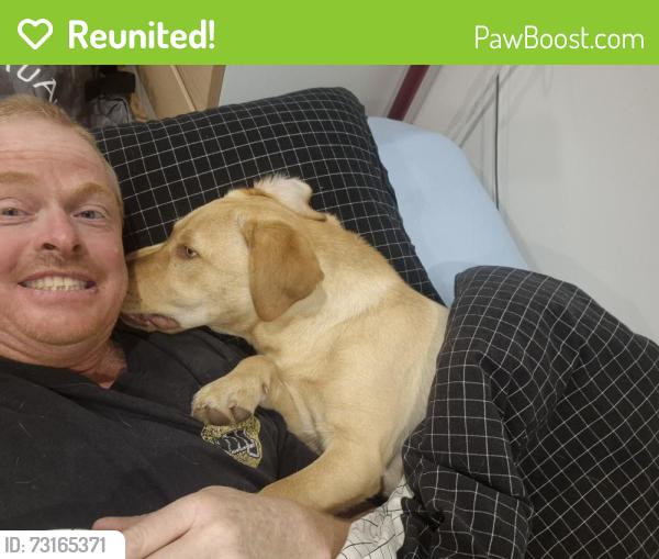 Reunited Female Dog last seen Near the ovals kaleen, Kaleen, ACT 2617