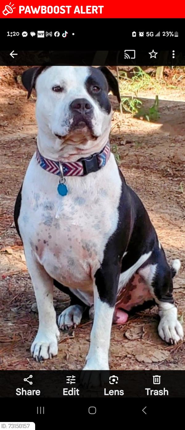 Lost Male Dog last seen Coe loop and decker rosehill rd, Montgomery County, TX 77355