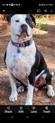 Lost Male Dog last seen Coe loop and decker rosehill rd, Montgomery County, TX 77355