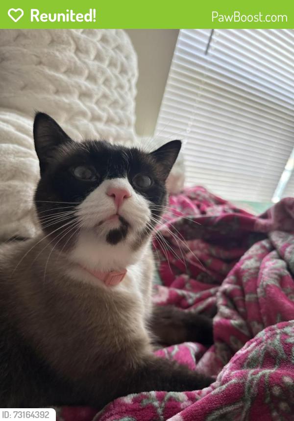 Reunited Male Cat last seen Adelynn Lane, near Sheetz and GTCC, Greensboro, NC 27409