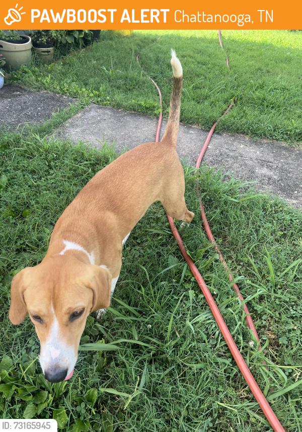 Found/Stray Female Dog last seen Spears Avenue ans Chambliss Street, Chattanooga, TN 37405