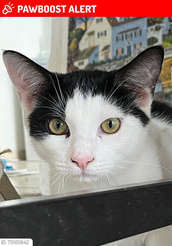 Lost Male Cat last seen Trailrider and Abbottswood, Rancho Palos Verdes, CA 90275