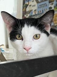Lost Male Cat last seen Trailrider and Abbottswood, Rancho Palos Verdes, CA 90275