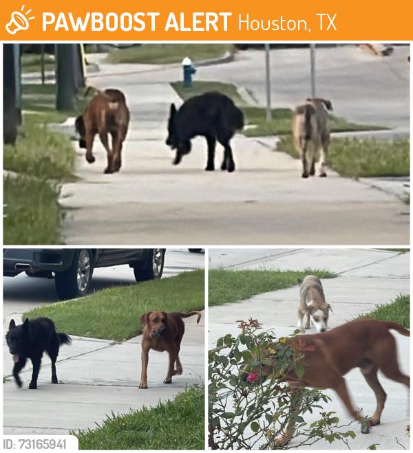 Found/Stray Unknown Dog last seen Harvard St & Center St. (Houston, 77007), Houston, TX 77008