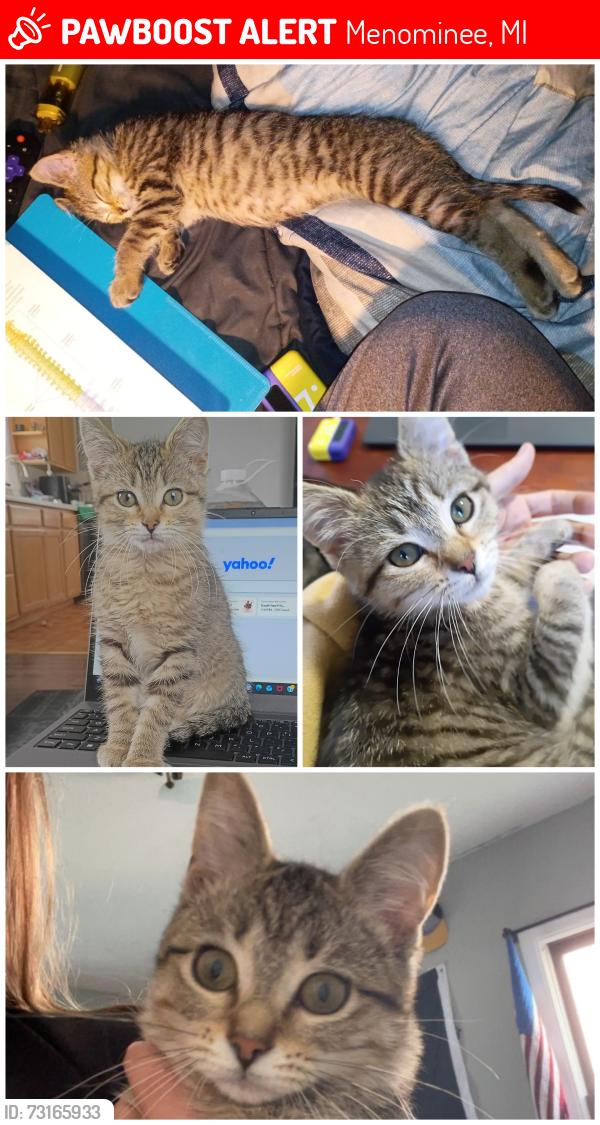 Lost Female Cat last seen 15th ave, Menominee, MI 49858
