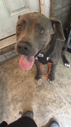Lost Male Dog last seen Ocean valley rd and carriage lane, South Fulton, GA 30349