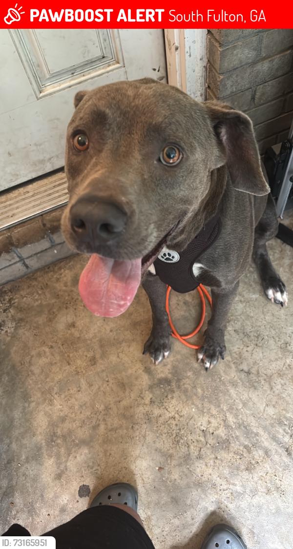 Lost Male Dog last seen Ocean valley rd and carriage lane, South Fulton, GA 30349