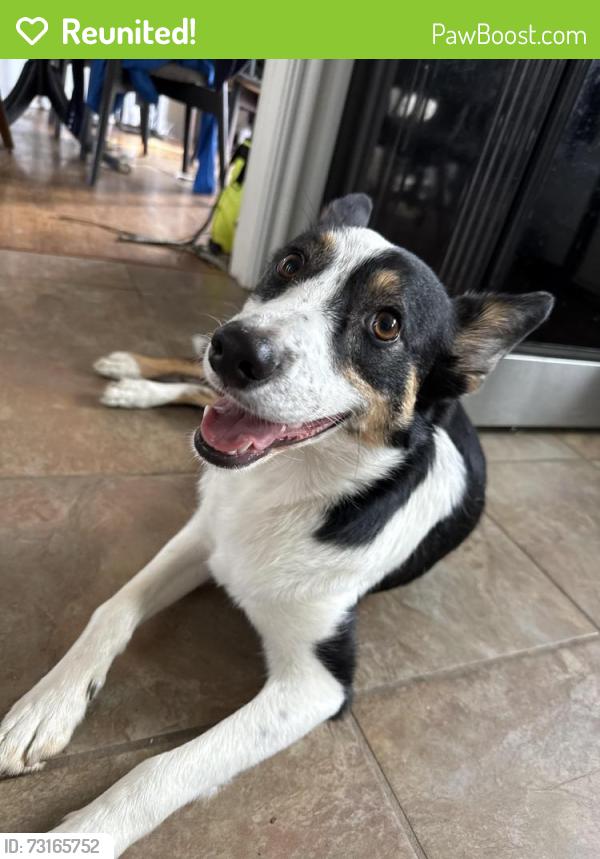 Reunited Female Dog last seen Near Silsby road university heights ohio, University Heights, OH 44118