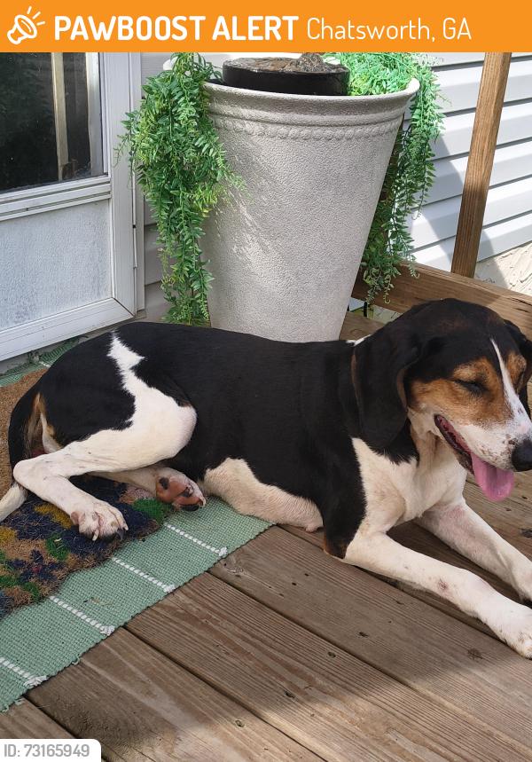 Found/Stray Female Dog last seen Fox bridge road / 225 area, Chatsworth, GA 30705
