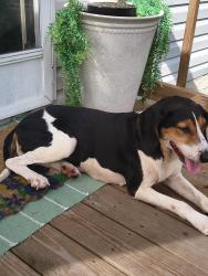 Found/Stray Female Dog last seen Fox bridge road / 225 area, Chatsworth, GA 30705