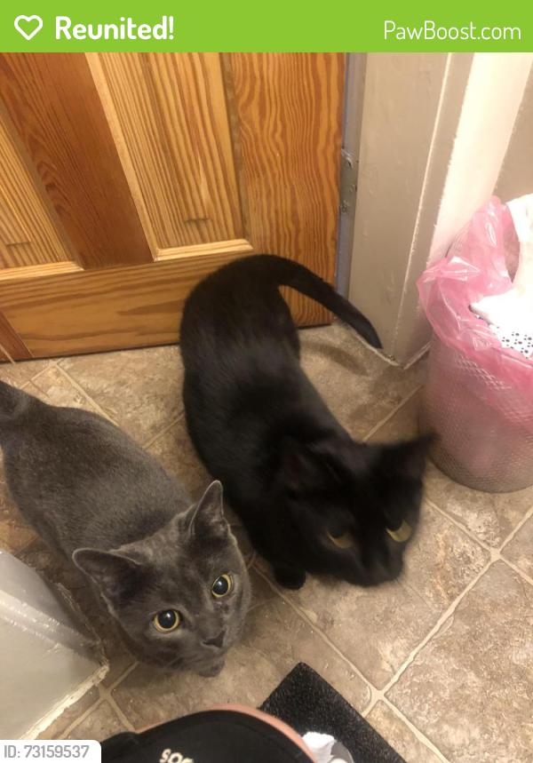 Reunited Female Cat last seen Springbank wharncliffe, London, ON N6J 1A5