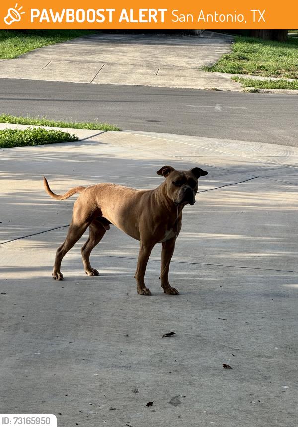Found/Stray Male Dog last seen Contessa Dr, San Antonio, TX 78216