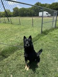 Shelter Stray Male Dog last seen 75125, 75125, TX, 114 S Central St, Ferris, TX 75125, USA