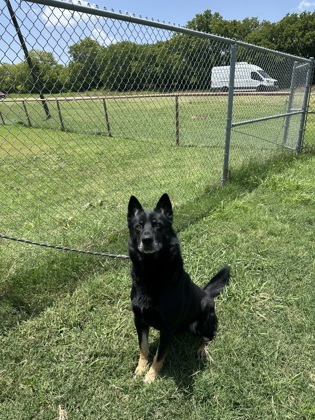 Shelter Stray Male Dog last seen 75125, 75125, TX, 114 S Central St, Ferris, TX 75125, USA