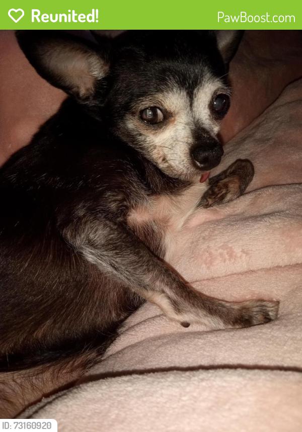 Reunited Female Dog last seen Morton & Kingman, Hoffman Estates, IL 60169