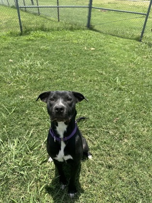 Shelter Stray Female Dog last seen 75125, 75125, TX, 114 S Central St, Ferris, TX 75125, USA