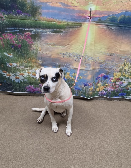 Shelter Stray Male Dog last seen Near Bentley Rd 29627, Anderson County, SC, 1320 US-29, Anderson, SC 29626, USA