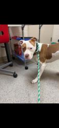 Shelter Stray Male Dog last seen Near Hamilton Dr, Noblesville City, IN, 10501 Hague Rd, Fishers, IN 46038, USA