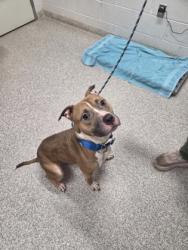 Shelter Stray Male Dog last seen Near Windsor ave, 21216, MD, 301 Stockholm St, Baltimore, MD 21230, USA